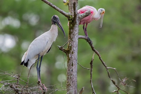Wood stork