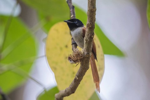 Seychelles Paradise Flycatcher f