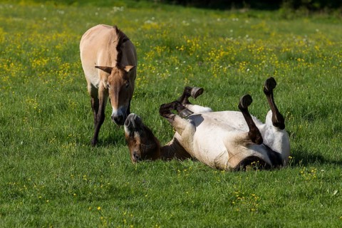 Przewalski's wild horses