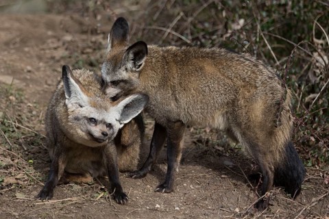 Eared Foxes