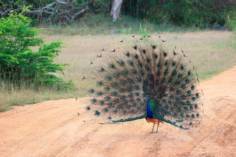 Indian peafowl