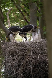 Black storks