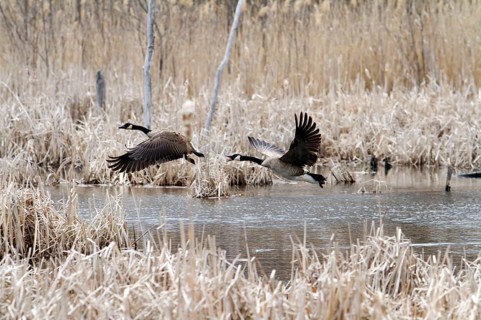 Canada geese