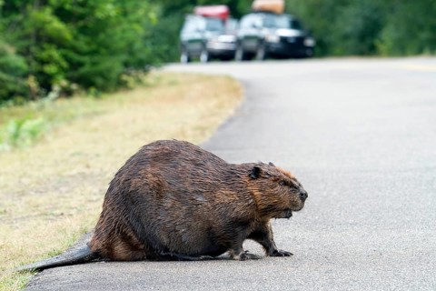 Beaver crossing a North American beaver