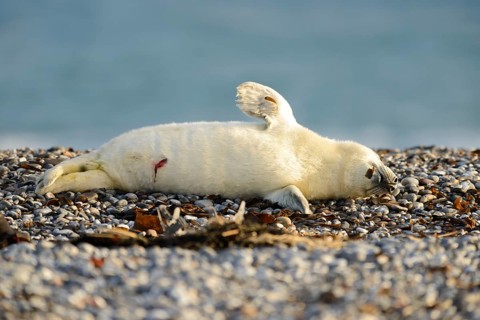 Grey seal