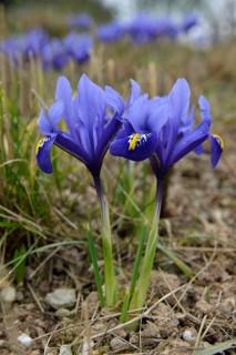 Iris