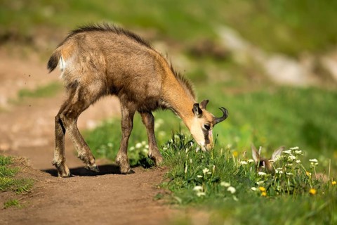Chamois