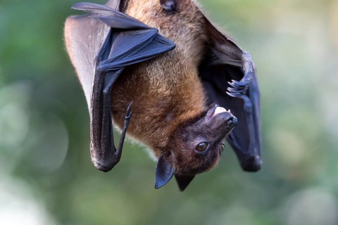 Indian Flying Fox
