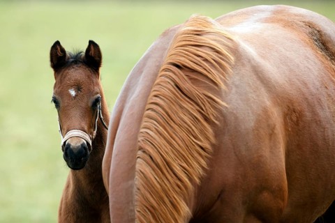 English thoroughbred horse
