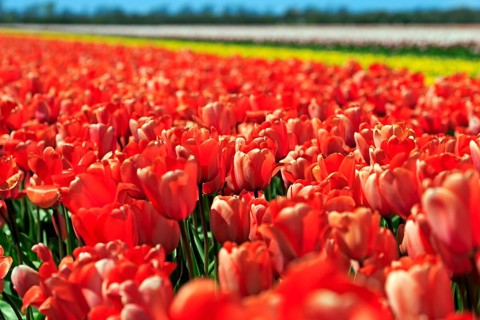 Blooming tulip field near Alkmaar