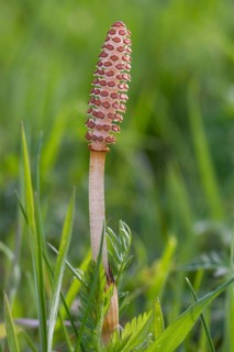 Field Horsetail