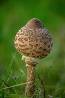 Morel