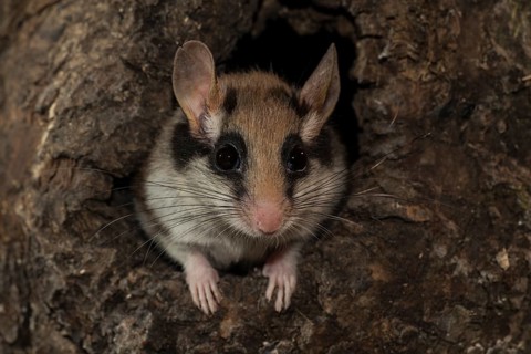 Garden dormouse