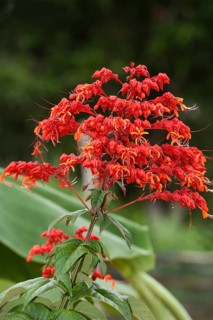 Red flower of the Royal Poinciana