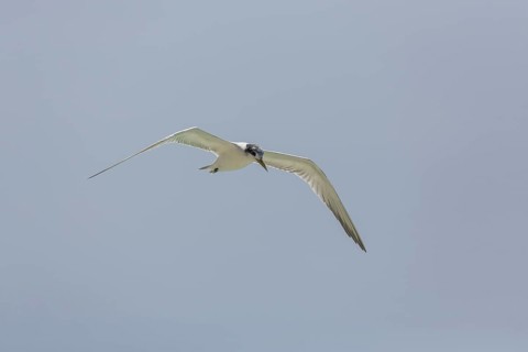 Greater Crested Tern
