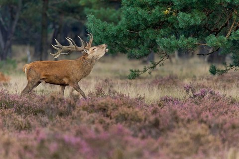 Red deer in the Hoge Veluwe National Park