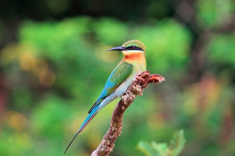 Blue-tailed bee-eater