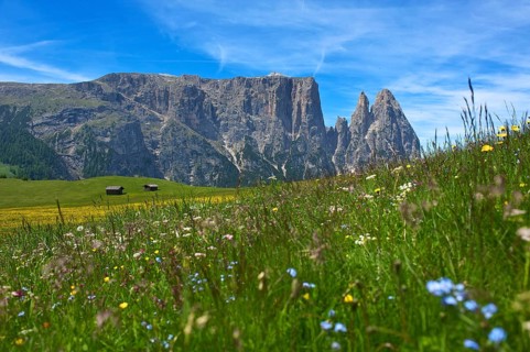 Alpine meadows on the Alpe di Siusi with Sciliar
