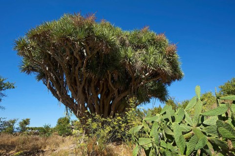Dragon tree on the north coast