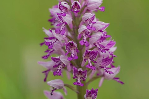 Military Orchid
