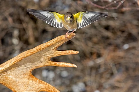Evening Grosbeak male sitting on moose antlers in winter