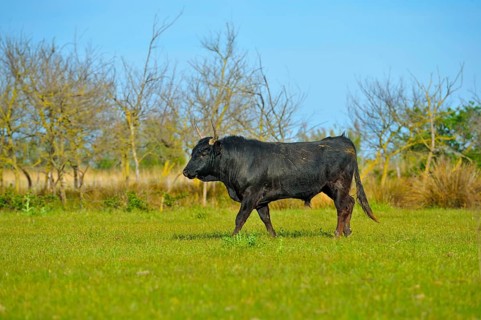 Domestic Cattle