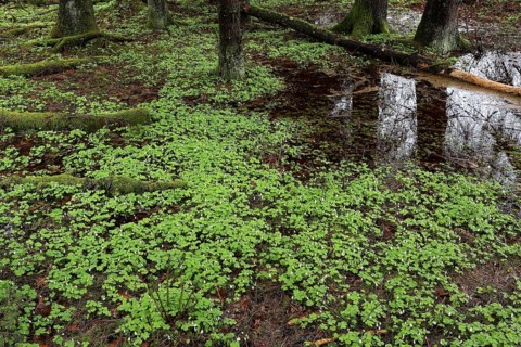 Common wood sorrel