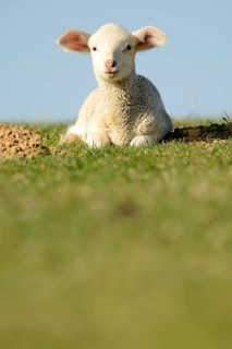 Merino sheep