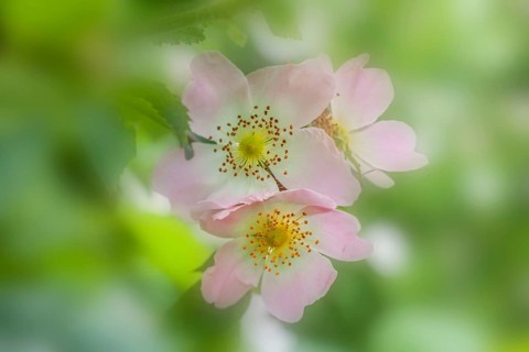 Dog Rose