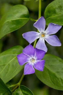 Periwinkle