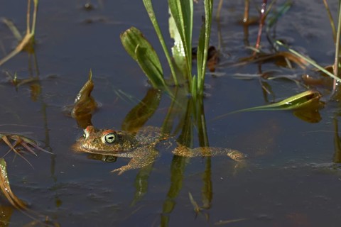 Natterjack Toad