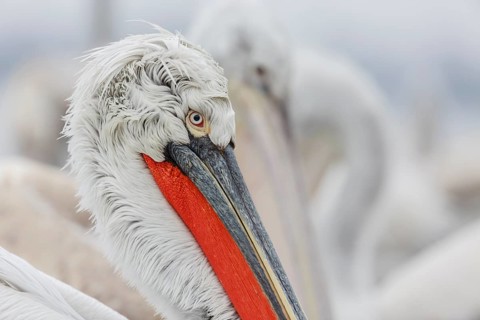 Dalmatian pelican