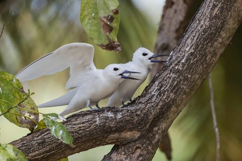 White tern