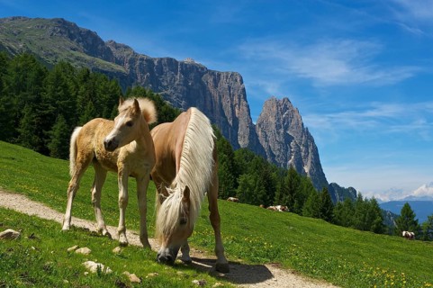 Haflinger on summer pasture on the Alpe di Siusi with Sciliar