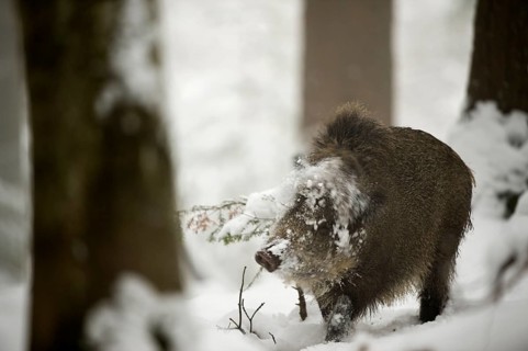 Wild boar