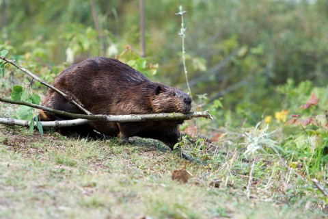 Beaver pulling twigs