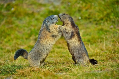 Alpine Marmot