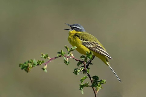 Blue-headed Yellow wagtail