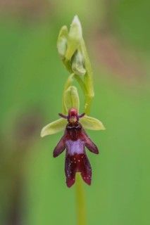 Fly orchid