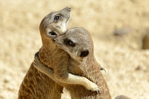 Meerkat