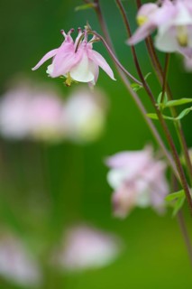 European columbine