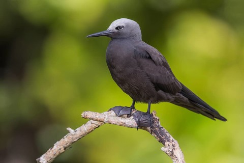 Lesser noddy