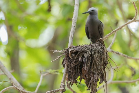 Lesser noddy
