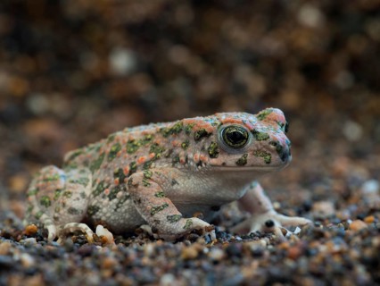 Green Toad