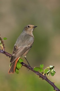 Redstart