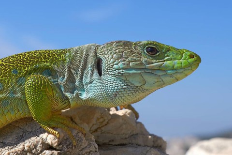 Scaled lizard