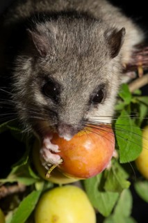 Edible dormouse