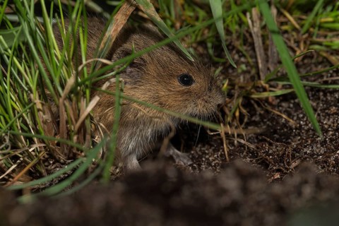 Common vole