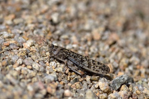 Badland Locust