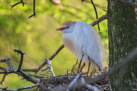 Cattle egret